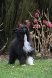 CHIEN NU CHINOIS 279